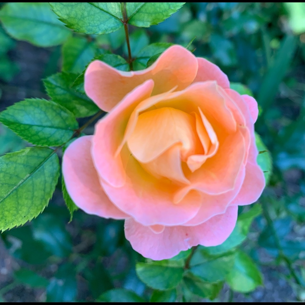 Meet your Posher, Frances